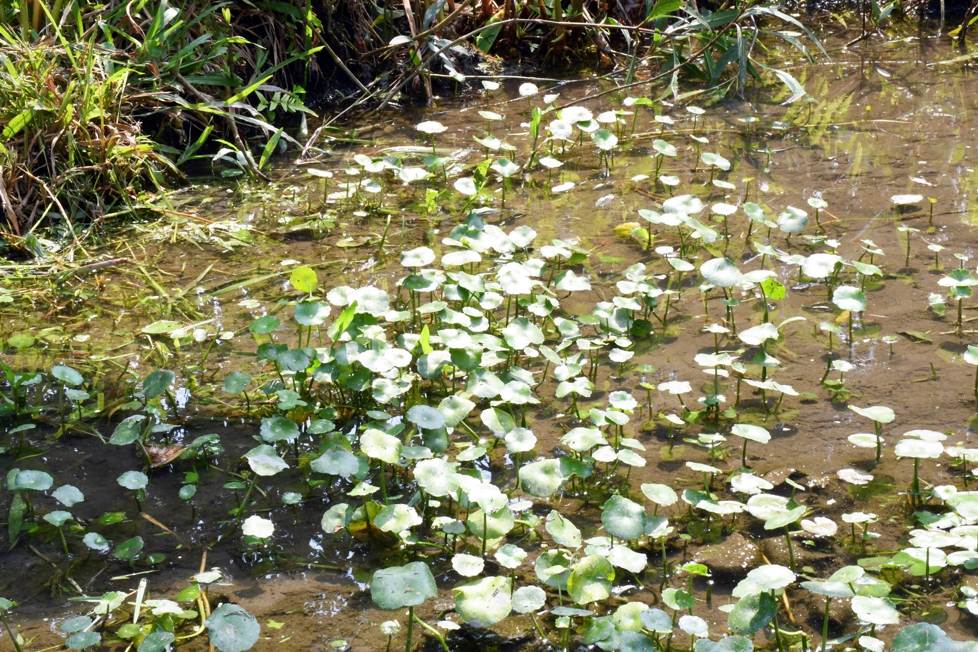 DSC_0999.JPG