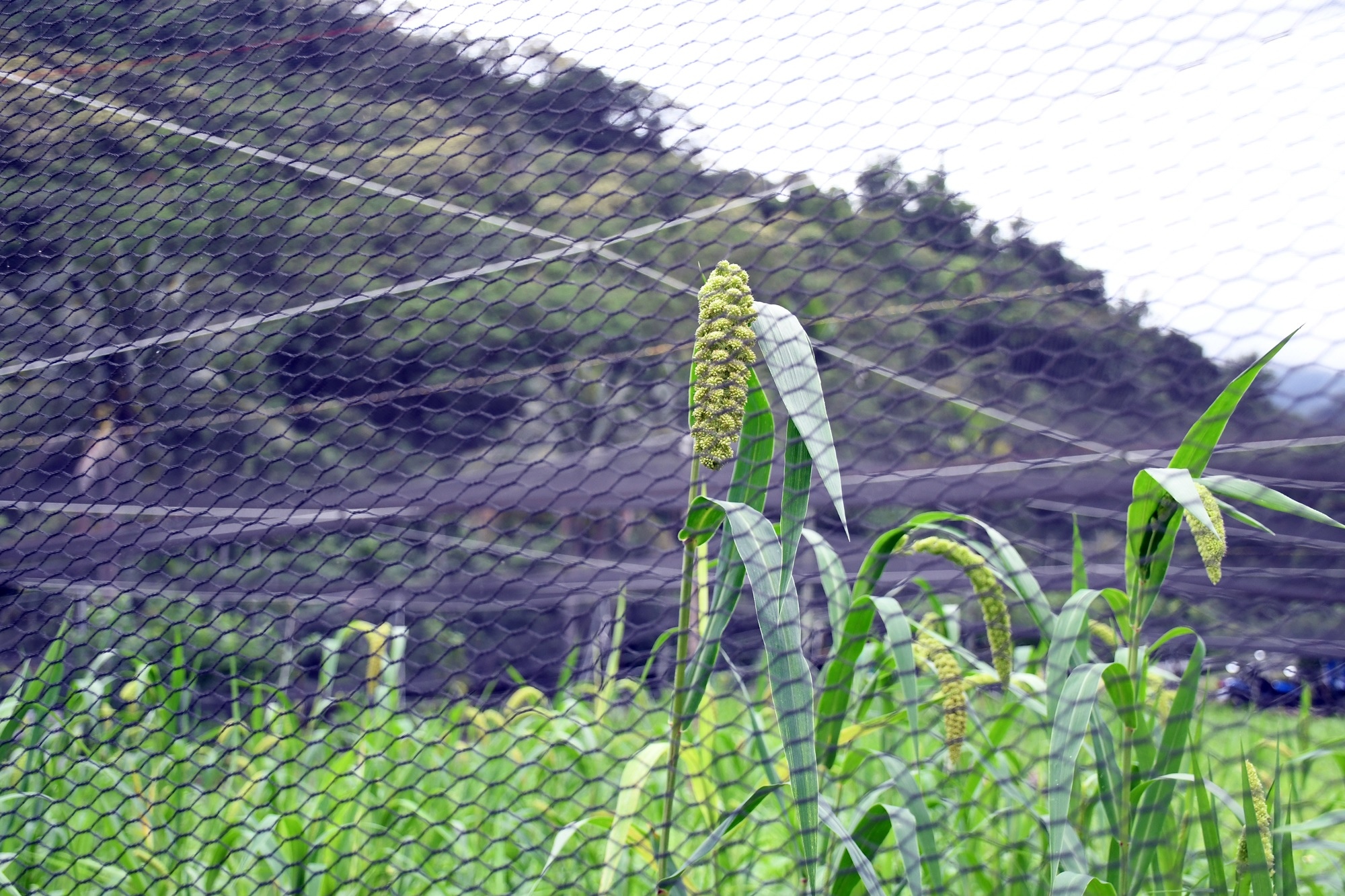 DSC_2989.JPG