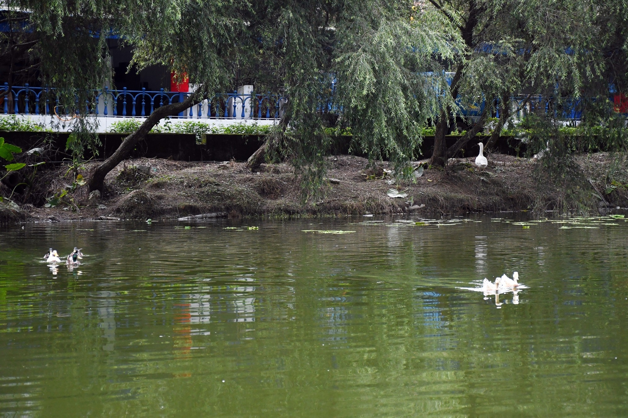 DSC_7048.JPG