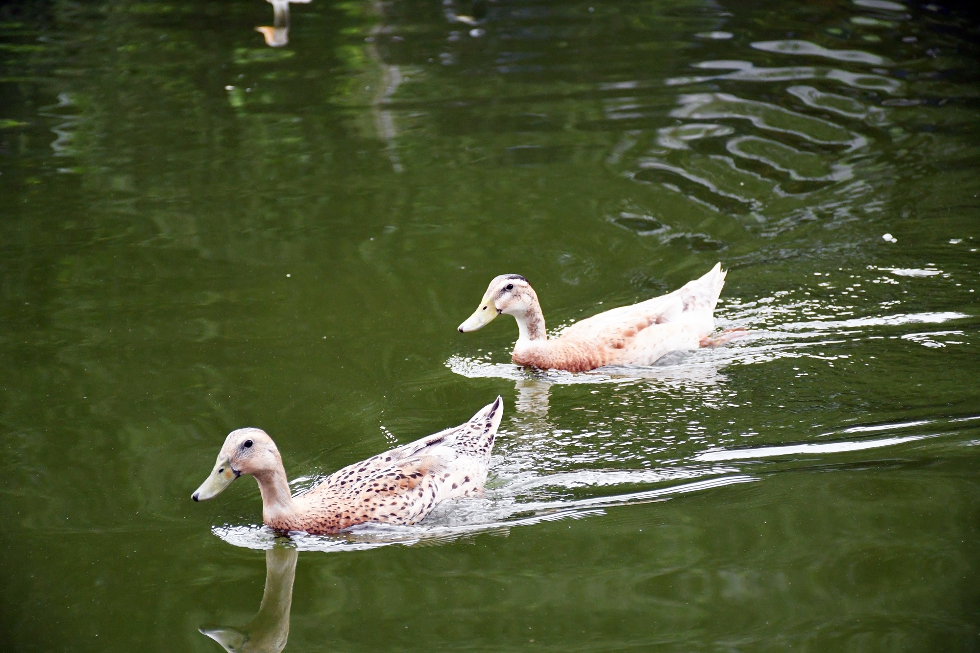 DSC_7053.JPG