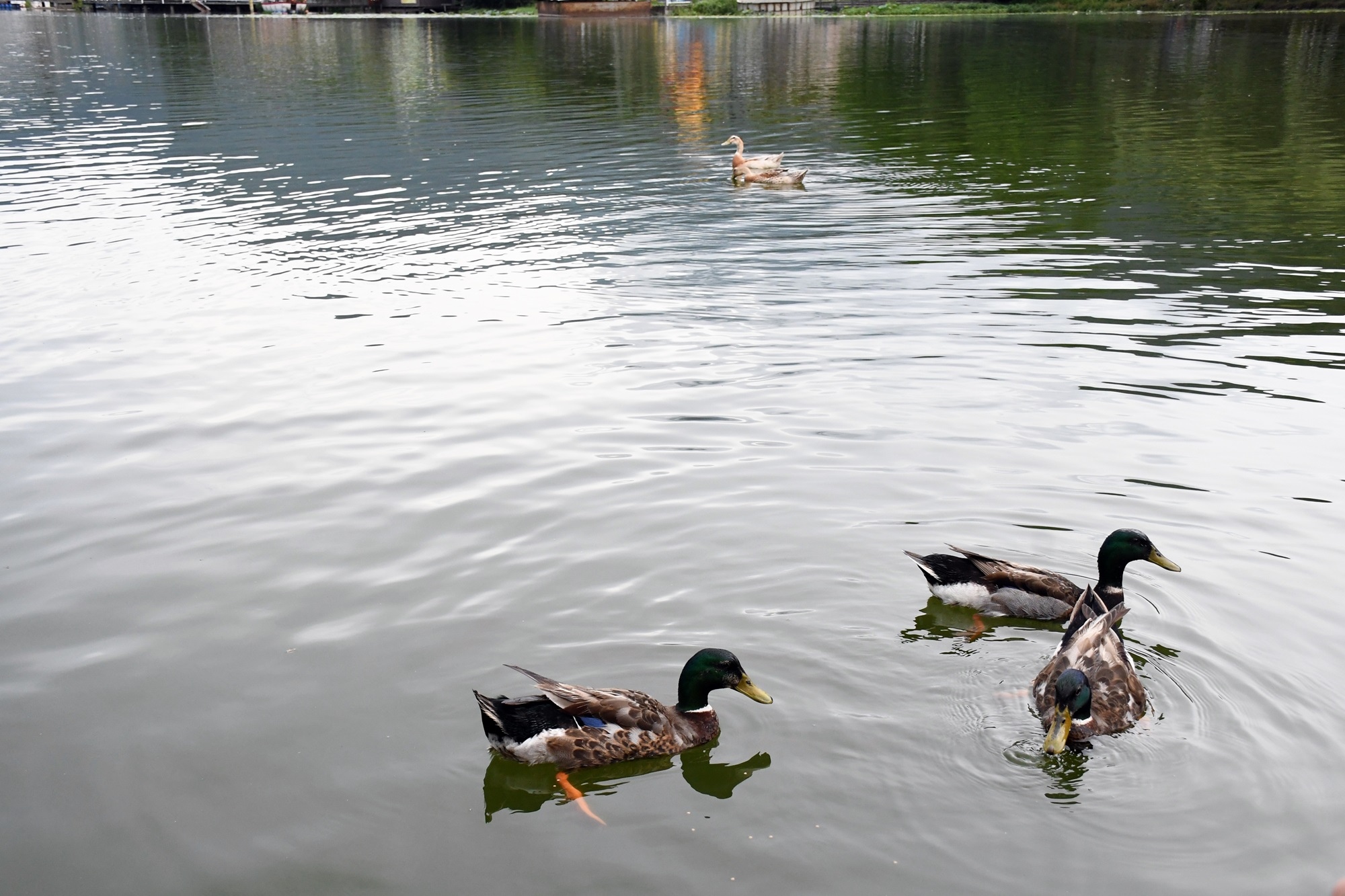 DSC_7061.JPG