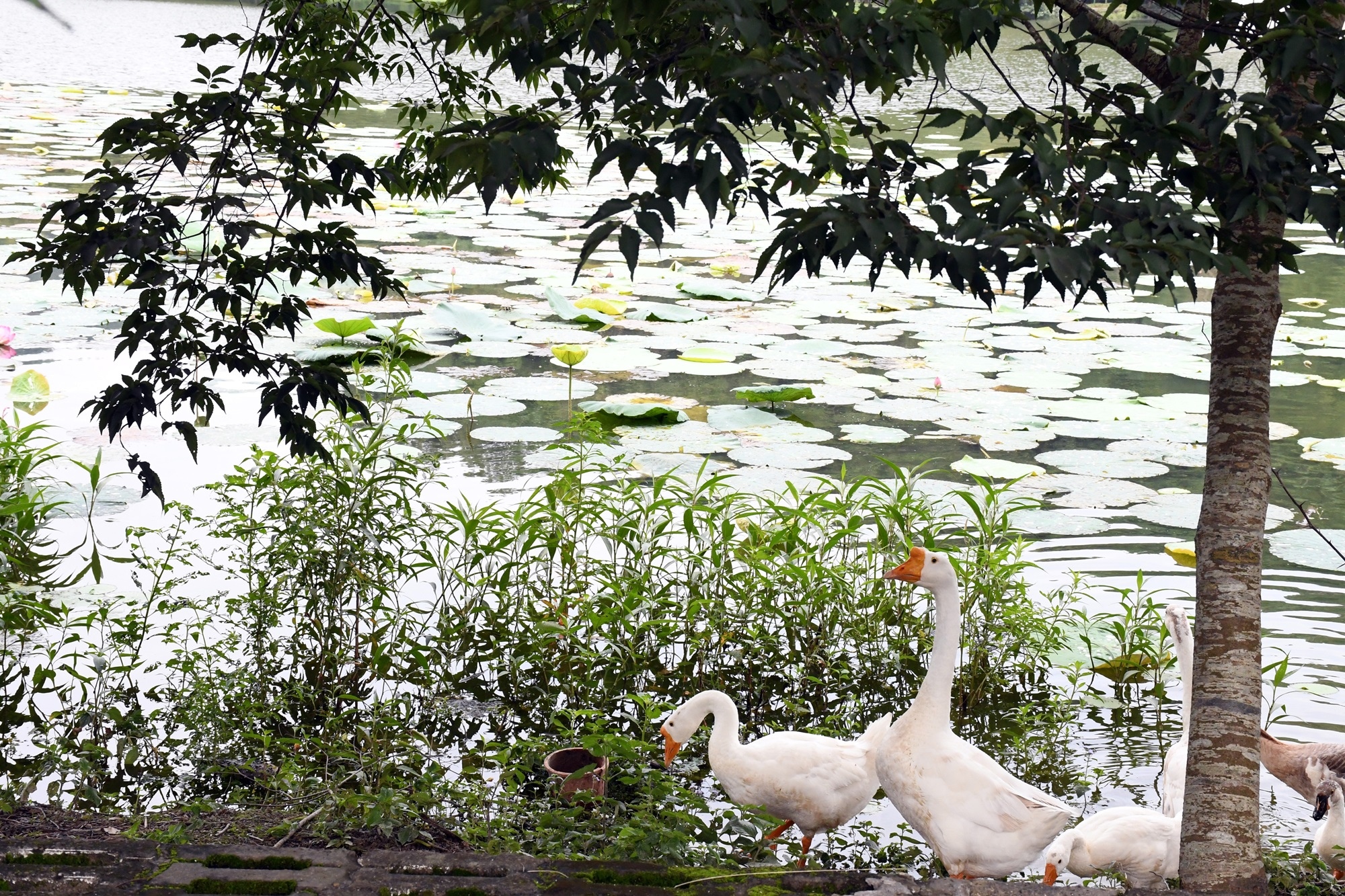 DSC_7207.JPG