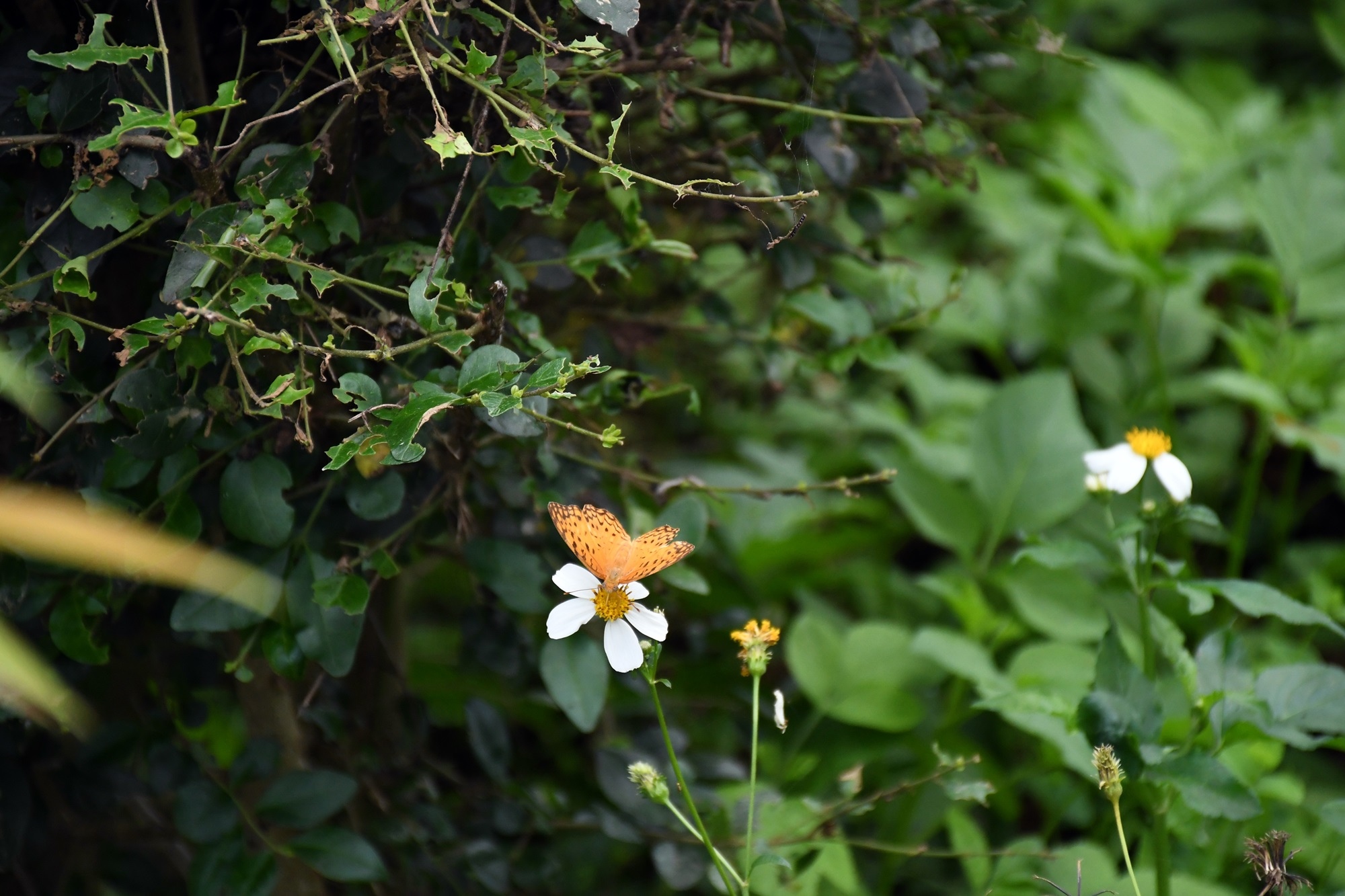 DSC_7245.JPG