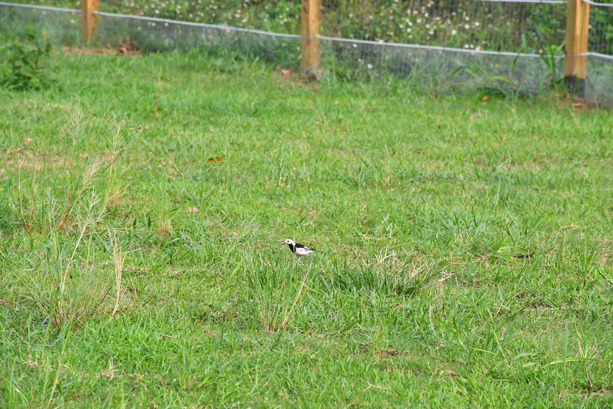 DSC_6956.JPG
