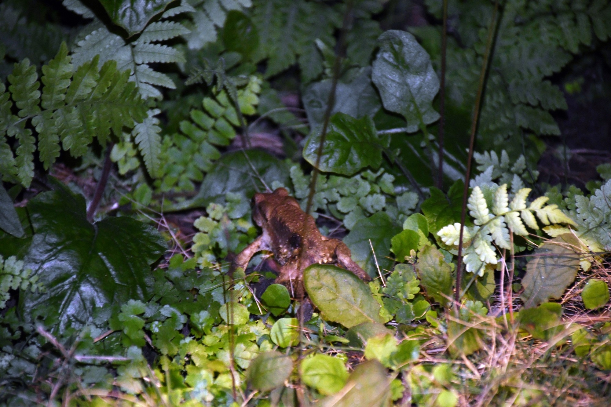 DSC_5346.JPG