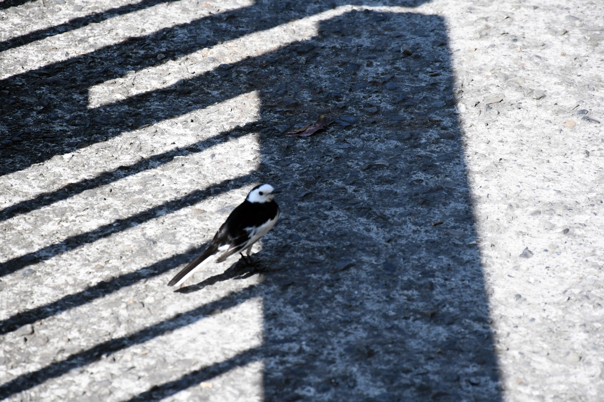 DSC_5425.JPG