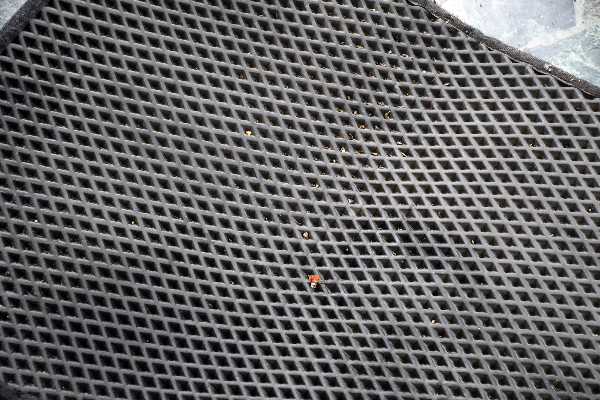 DSC_7233.JPG DSC_7233.JPG